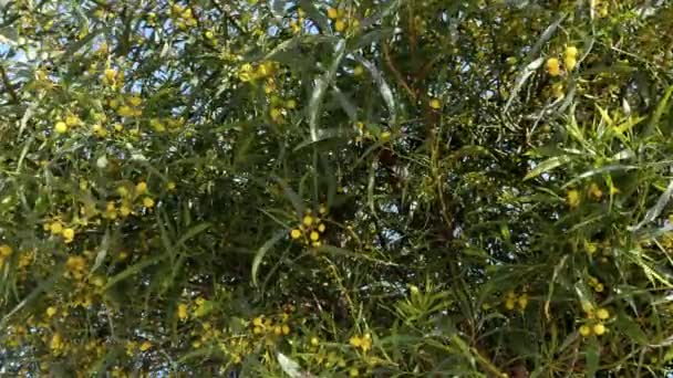 Hermoso Arbusto Árbol Mimosa Con Flores Amarillas Florece Primavera Fondo — Vídeo de stock