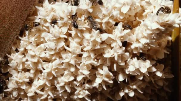 Abeilles Récoltant Nectar Des Fleurs Mâles Palmier Dattier Printemps Pollinisation — Video