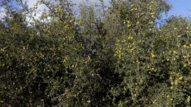 Bir sürü yeşil fındıklı Argan ağaç dalları. Argan ağaçları, fındıklarının çekirdeklerinden üretilen ünlü Argan yağı için yetiştirilir. 4k görüntü.