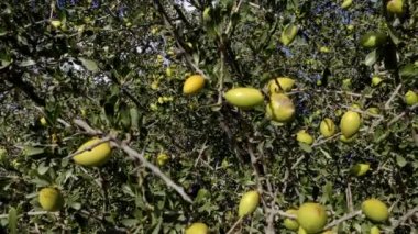 Bir sürü yeşil fındıklı Argan ağaç dalları. Argan ağaçları, fındıklarının çekirdeklerinden üretilen ünlü Argan yağı için yetiştirilir. 4k görüntü.