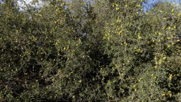 Argán Ramas Árbol Con Montón Nueces Verdes Los Árboles Argán — Vídeo de stock