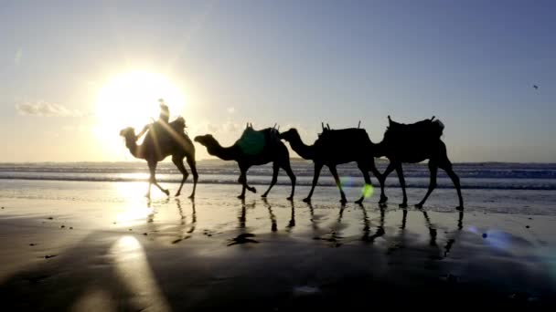Silhuetas Camelos Dromedários Pôr Sol Praia Essaouira Marrocos Cenário Paisagem — Vídeo de Stock