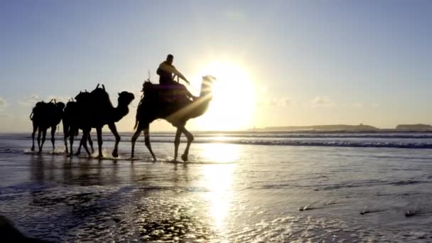 Silhouettes Dromadaires Chameaux Coucher Soleil Sur Plage Essaouira Maroc Beau — Video