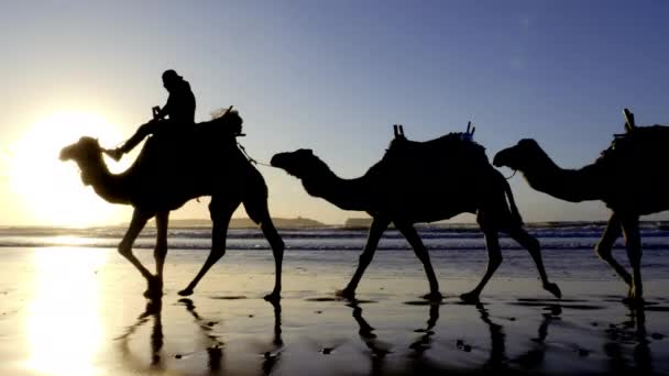 Silhuetas Camelos Dromedários Pôr Sol Praia Essaouira Marrocos Cenário Paisagem — Vídeo de Stock