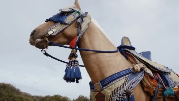 Close Cavalo Belo Chicote Tradicional Marroquino Usado Para Festivais Fantasia — Vídeo de Stock