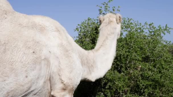 Bílý Velbloud Dromedár Mali Listy Stromu Pláži Essaouira Maroko — Stock video