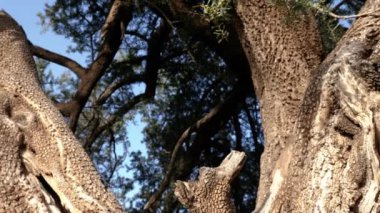 Argan ağaç gövdesi güzel desenli ağaç kabuğu ve bahar çiçekleriyle dalları. Ağaç, fındık çekirdeklerinden üretilen ünlü Argan yağı için yetiştirilir. 4k