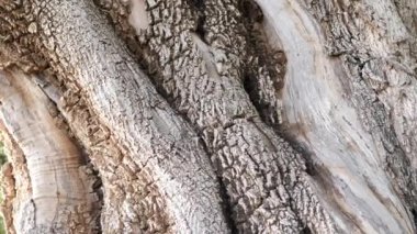Güzel desenli ağaç kabuğuyla Argan ağaç gövdesi. Ağaç, fındık çekirdeklerinden üretilen ünlü Argan yağı için yetiştirilir. 4k