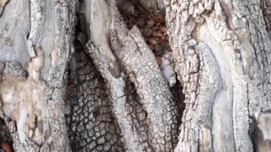 Güzel desenli ağaç kabuğuyla Argan ağaç gövdesi. Ağaç, fındık çekirdeklerinden üretilen ünlü Argan yağı için yetiştirilir. 4k