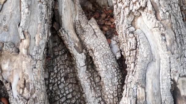 Argan Tree Trunk Beautifully Textured Bark Tree Cultivated Famous Argan — Vídeo de stock