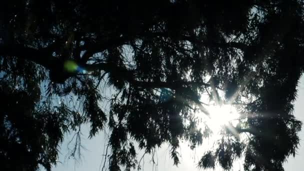 Closeup Eucalyptus Eucalypteae Branches Leaves Backlit Sunrise Abstract Texture Nature — Video