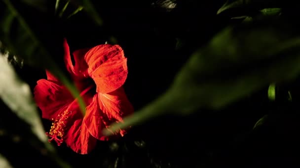 Detailní Záběr Červeného Květu Ibišku Zpomalené Záběry Přírodní Rostlinné Pozadí — Stock video