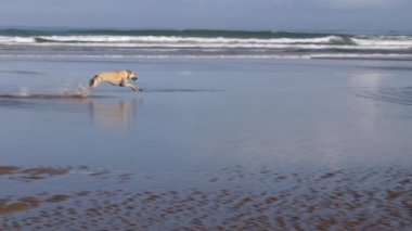 A black and a brown Sloughi dog (North African greyhound) run and play in the water at the beach of Essaouira, Morocco. Happy pets outdoor activity, slow-motion. 4k