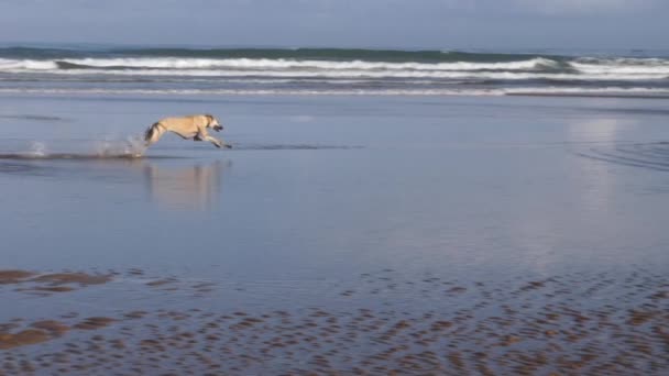 Černoch Hnědý Pes Sloughi Severoafrický Chrt Běhají Hrají Vodě Pláži — Stock video