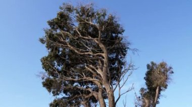 Essaouira, Fas yakınlarındaki plajda güzel uzun ökaliptüs (Ökalipteae) ağacı. 4k içinde doğa arkaplan görüntüsü. 