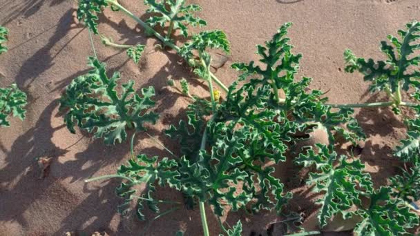 沙地上的同生异种植物 天然的 替代草药 4K中的自然背景镜头 — 图库视频影像