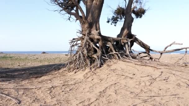 摩洛哥Essaouira海滩上美丽的高大的桉树 4K中的自然背景镜头 — 图库视频影像