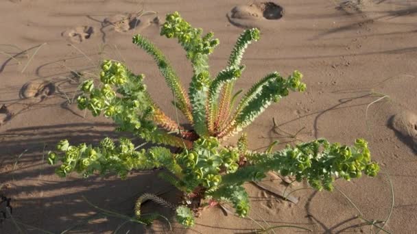 Euforbia Myrsinites Myrtle Spurge Areia Deserto Natureza Imagens Fundo — Vídeo de Stock