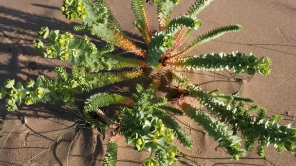 Euphorbia Myrsinites Mirto Spurgo Nella Sabbia Del Deserto Sfondo Della — Video Stock