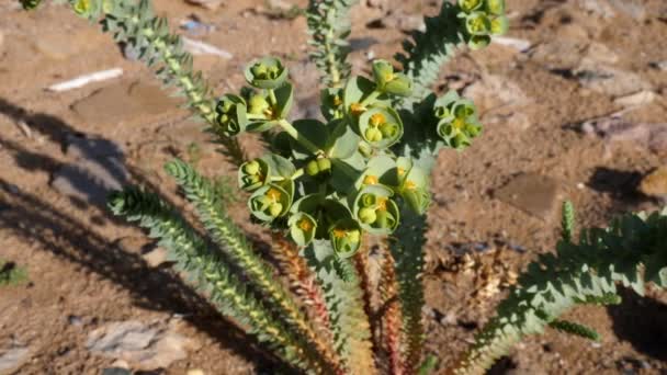 Euphorbia Myrsinites Myrtle Spurge Desert Sand Nature Background Footage — 图库视频影像