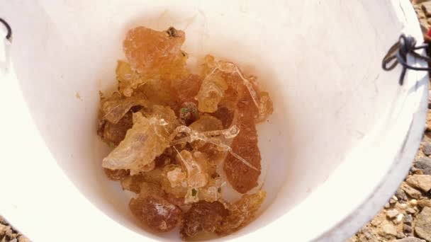 Real Authentic Acacia Gum Gum Arabic Exudes Acacia Tree Freshly — Vídeo de stock