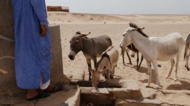 Thirsty donkeys wait at a dry well for water in the Sahara desert of Morocco. Concept for environmental issues, drought in Morocco. 4k