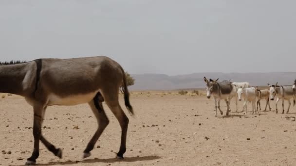 Thirsty Donkeys Come Well Water Sahara Desert Morocco Concept Environmental — Stockvideo