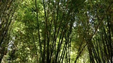Beautiful dreamy bamboo branches with leaves backlit. Abstract texture nature background 4k footage.
