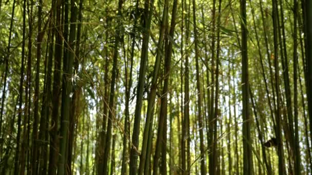 Belos Ramos Bambu Sonhadores Com Folhas Retroiluminadas Textura Abstrata Natureza — Vídeo de Stock