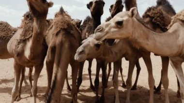 Develer, Fas 'taki Sahra Çölü' ndeki bir kuyudan su içiyorlar. 4k