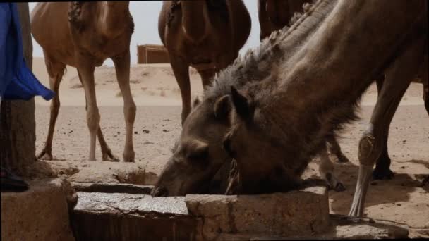 Верблюди Ють Воду Колодязя Пустелі Сахара Ерг Чігаґа Марокко — стокове відео
