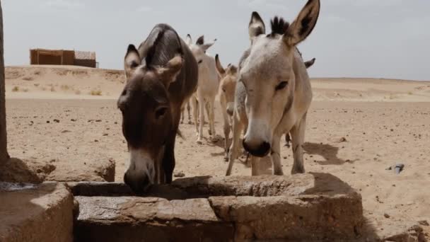 Burros Sedentos Vêm Poço Para Água Deserto Saara Marrocos Conceito — Vídeo de Stock