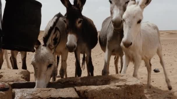 Thirsty Donkeys Come Well Water Sahara Desert Morocco Concept Environmental — Vídeo de Stock