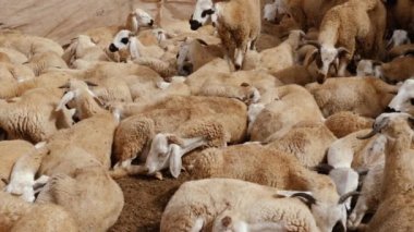 Sardi koyunu, Güney Fas, Guelmim 'deki hayvan pazarında satılmak için huzur içinde bekliyor. Yıllık Kurban Festivali 'ne satıldı. 4k hayvan arkaplan görüntüleri.