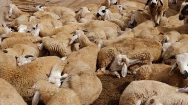 Sardi sheep wait peacefully to be sold at the animal market in Guelmim, South Morocco. Sold for the annual festival of eid al-Adha. 4k animal background footage.