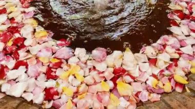 Renkli gül yaprakları, çiçekler çeşmede suda yüzer. 4K 'da doğal bitki geçmişi..