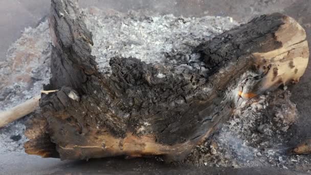 Natural Tamarisk Log Burning Low Iron Fireplace Pot Concept Low — Vídeos de Stock