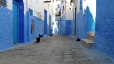 Black street cats in the Medina, of the blue city of Chefchaouen, Morocco. Famous touristic travel destination. 4k footage.