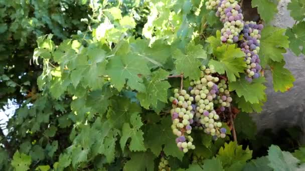 Bunches Blue Green Grapes Ripening Wines Food Background Footage — Vídeo de Stock