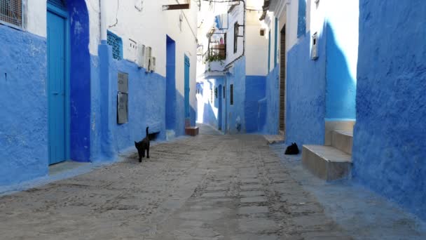 Black Street Cats Medina Blue City Chefchaouen Morocco Famous Touristic — Vídeo de Stock