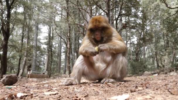 Barbary Macaque Monkeys Cedar Forest Azrou Morocco Animal Portrait — Stockvideo