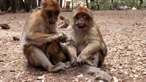 Barbary Macaque Monkeys Cedar Forest Azrou Morocco Animal Portrait — Vídeos de Stock