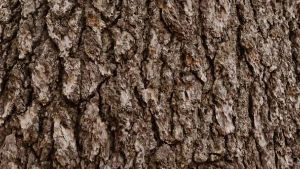 Bark Detail Atlas Cedar Tree Forest Azrou Morocco Nature Texture — Stock videók