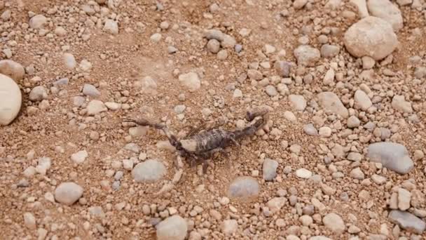 Dirty Black Scorpion Walks Stony Desert Ground Footage — Stockvideo