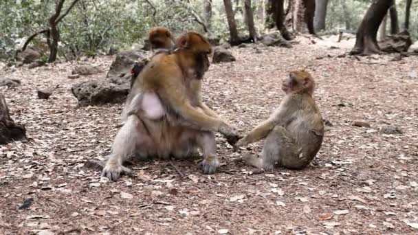 Barbary Macaque Monkeys Cedar Forest Azrou Morocco Animal Portrait — ストック動画