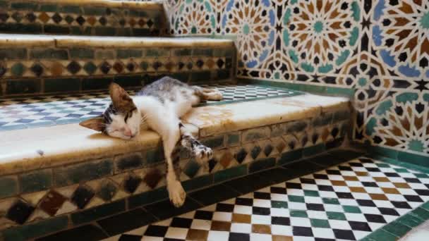 Street Cat Sleeps Colorful Stairs Made Zellige Tiles Mosaic Pattern — Vídeo de stock