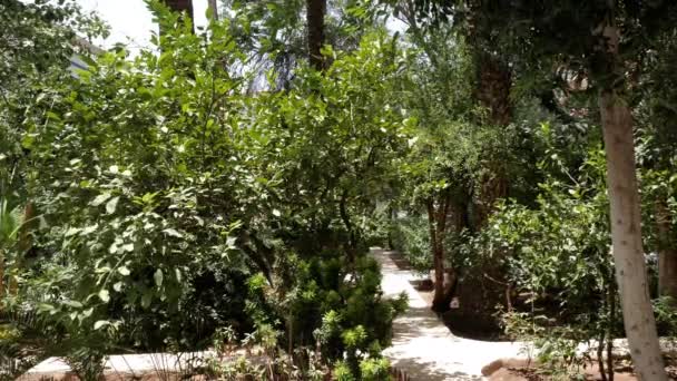 Beautiful Back Yard Garden Shot Moroccan Window Grid Lifestyle Nature — Stock video