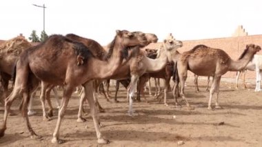 Camels, dromedaries waiting at the weekly camel market in Guelmim to be sold.  South Morocco authentic animal market. 4k footage.