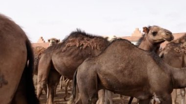 Camels, dromedaries waiting at the weekly camel market in Guelmim to be sold.  South Morocco authentic animal market. 4k footage.