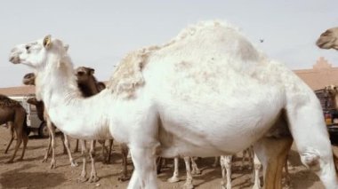 Camels, dromedaries waiting at the weekly camel market in Guelmim to be sold.  South Morocco authentic animal market. 4k footage.